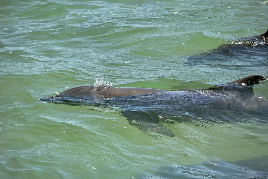 Dolphin Watching in Sian Ka'an