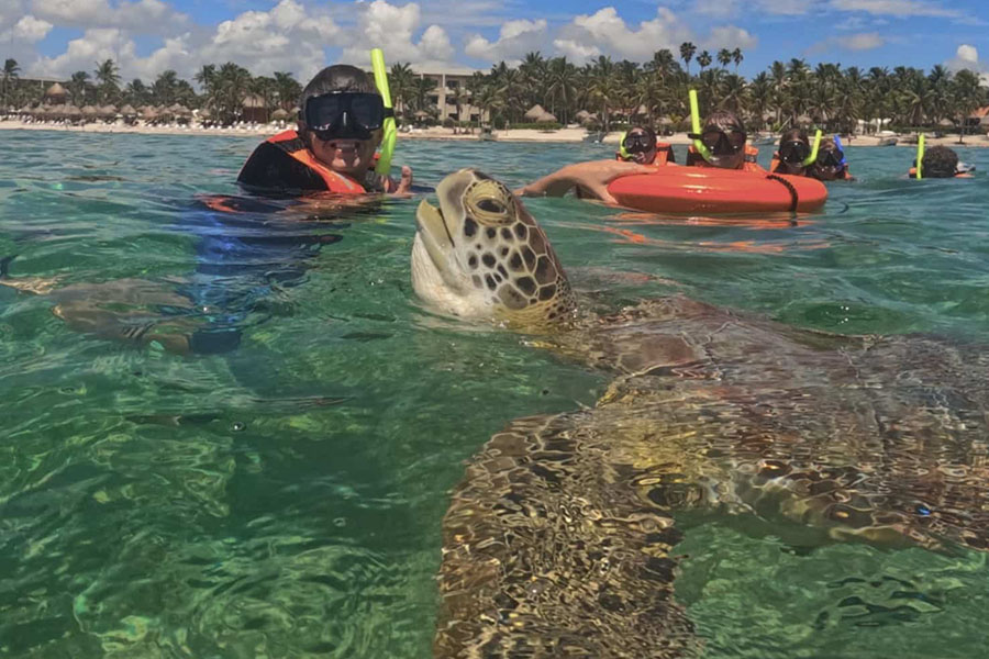 Snorkeling with Turtles and Cenote (Shared experience)