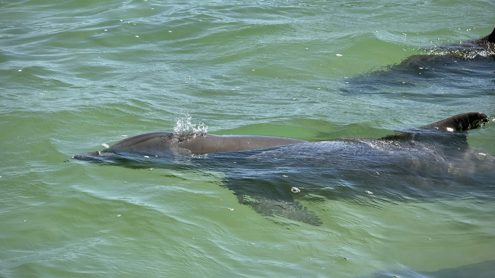 Wild dolphin private experience Sian Ka'an