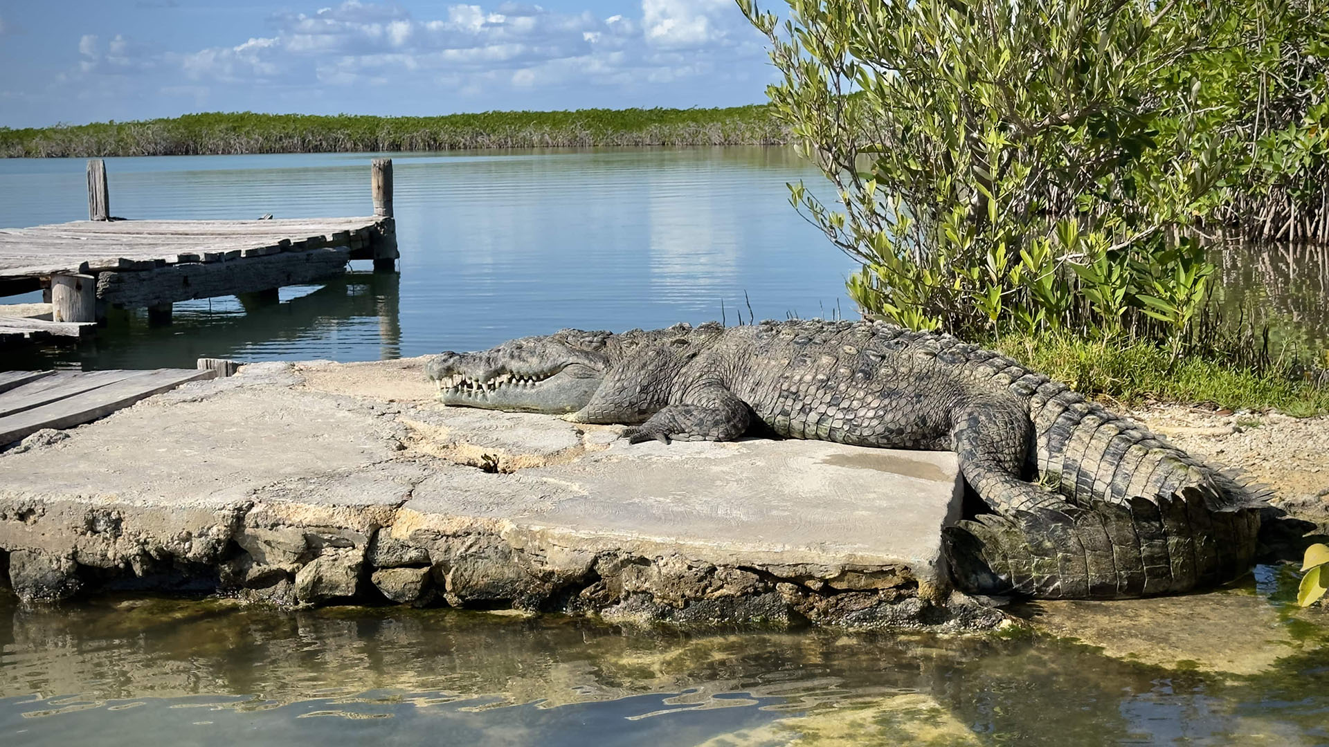 Dolphin Watching in Sian Ka'an photo 4