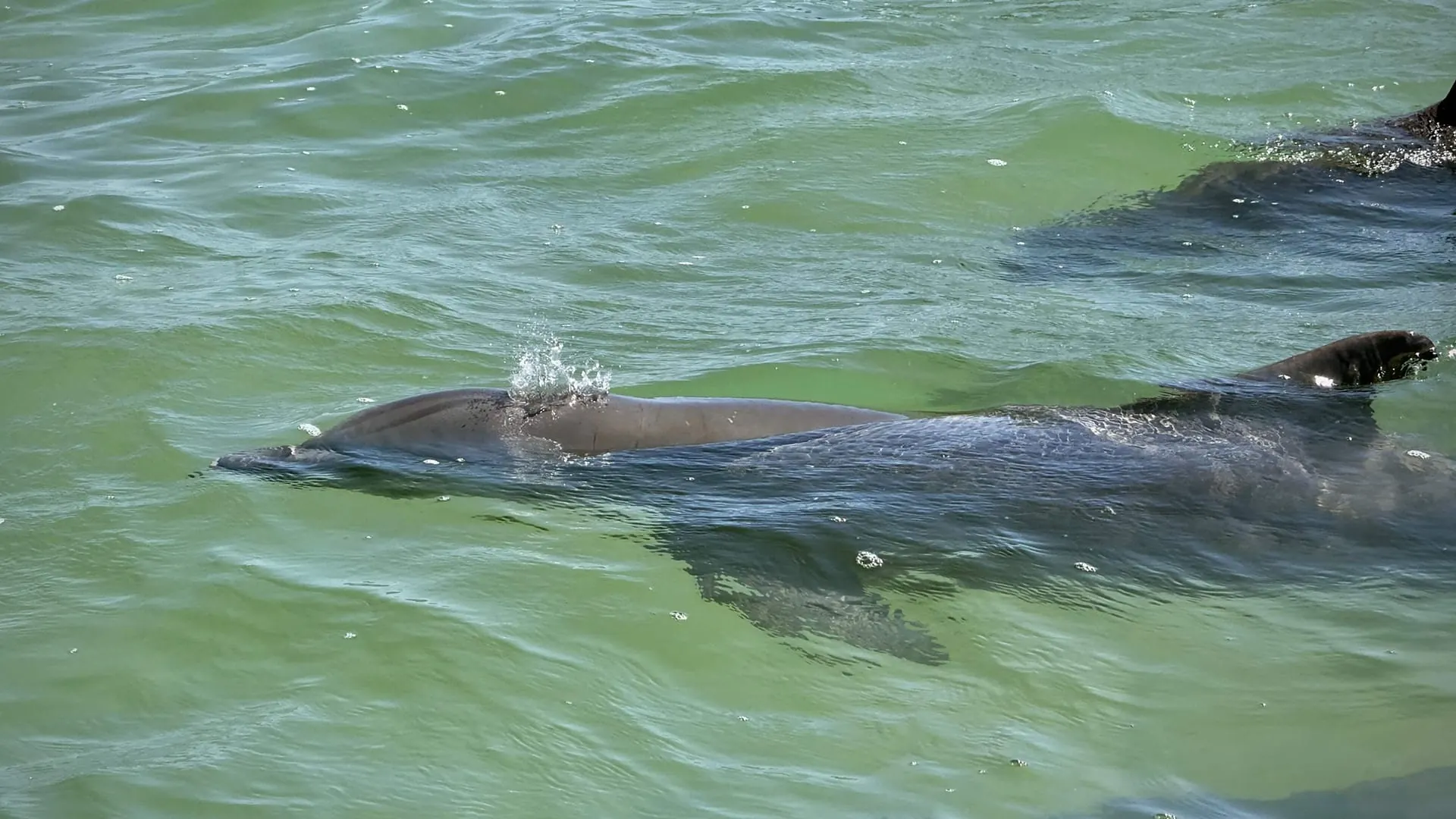 Wild Dolphins & Bird Watching Experience photo 8