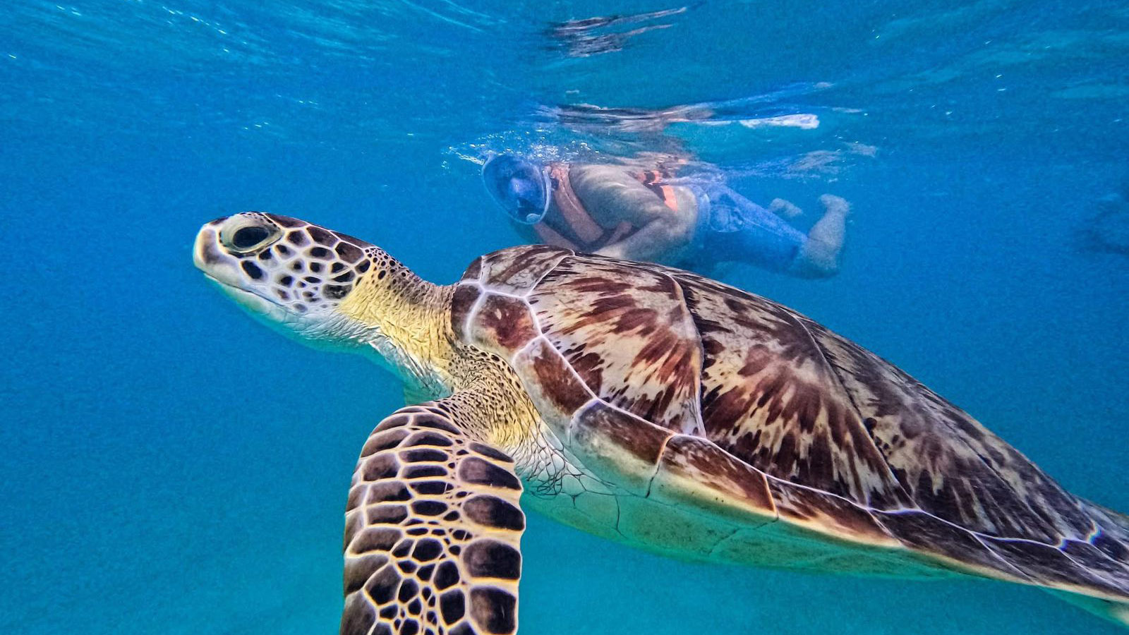Sea Turtle and Cenote Snorkeling Experience photo 7