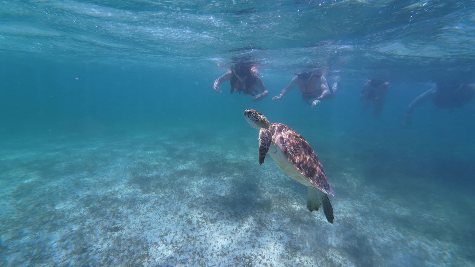 Sea Turtle and Cenote Snorkeling Experience photo 12