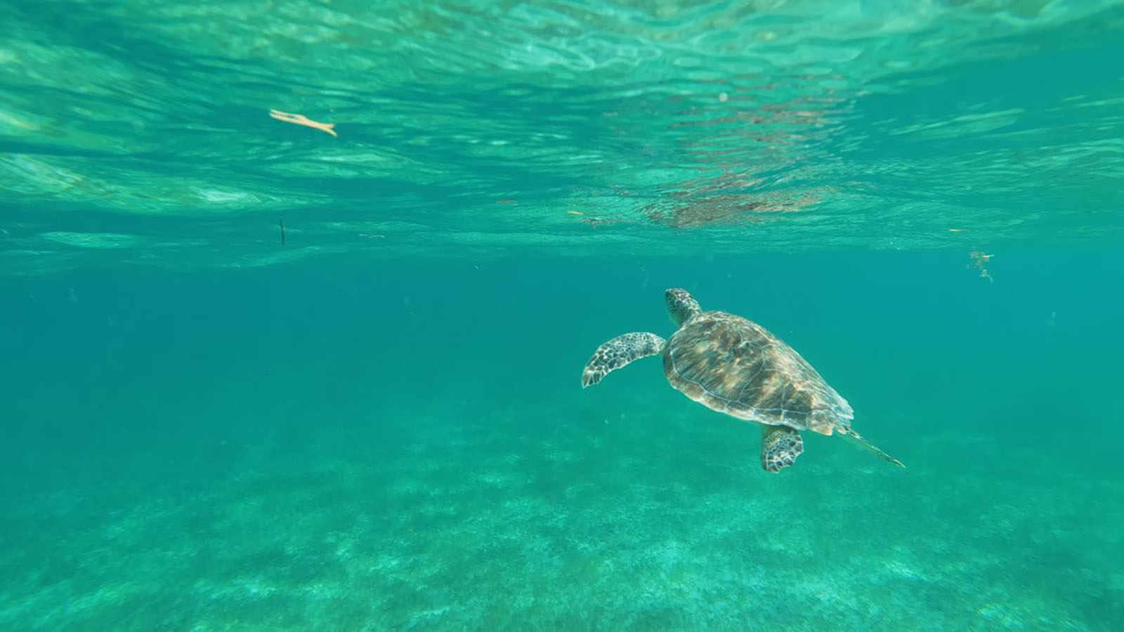 Sea Turtle and Cenote Snorkeling Experience photo 15