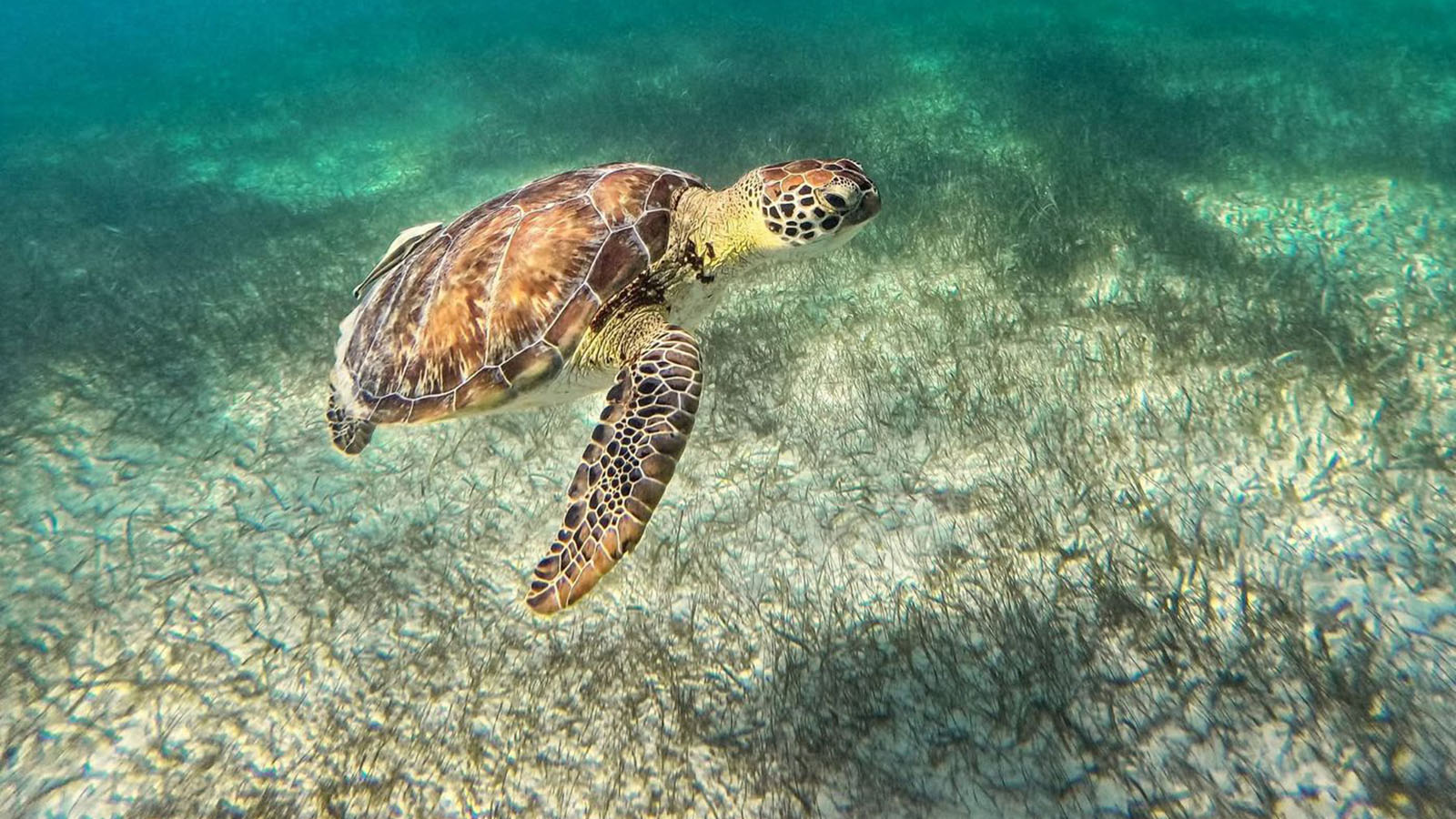 Sea Turtle and Cenote Snorkeling Experience photo 19