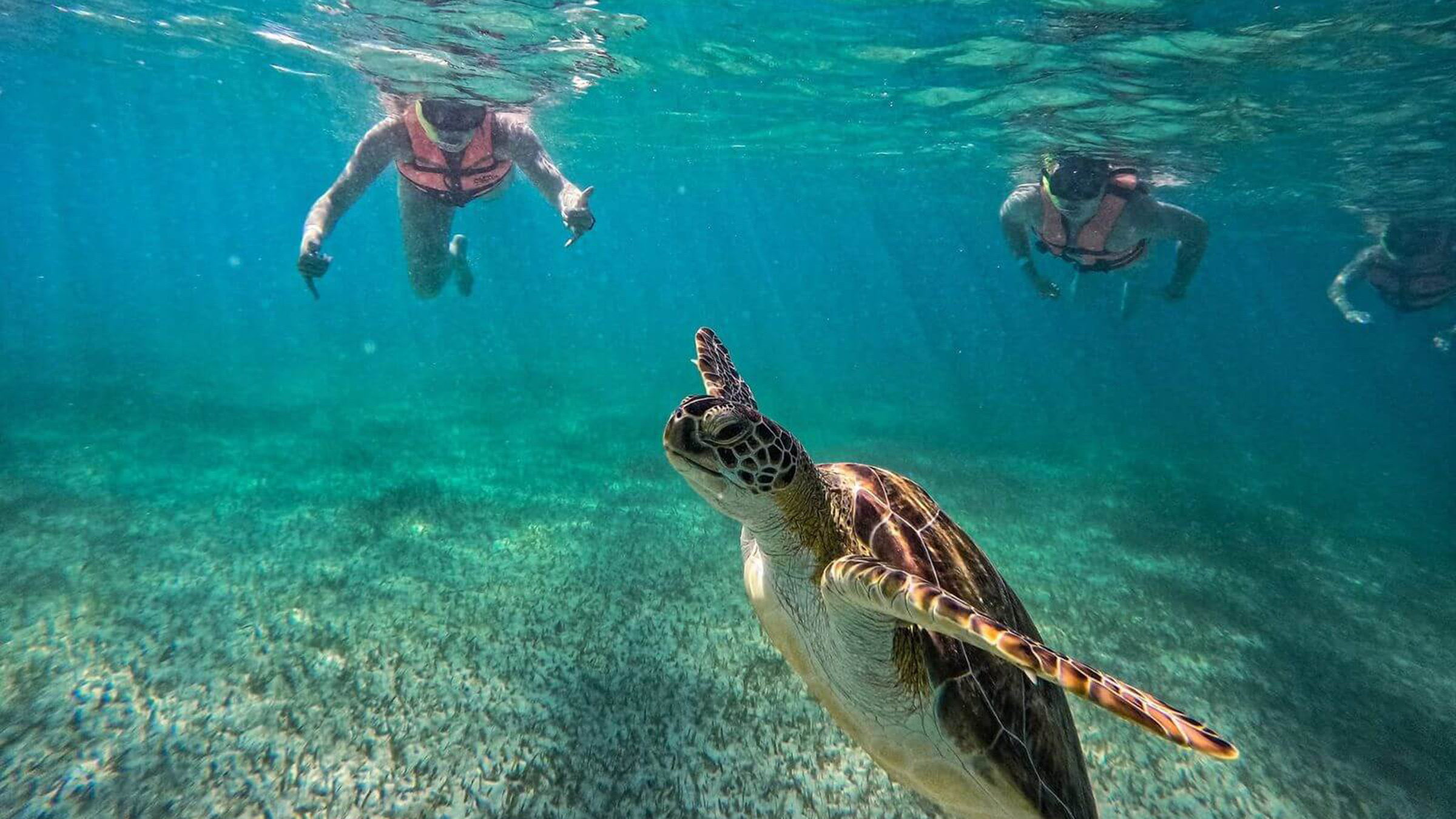 Sea Turtles & Cenote Experience photo 3