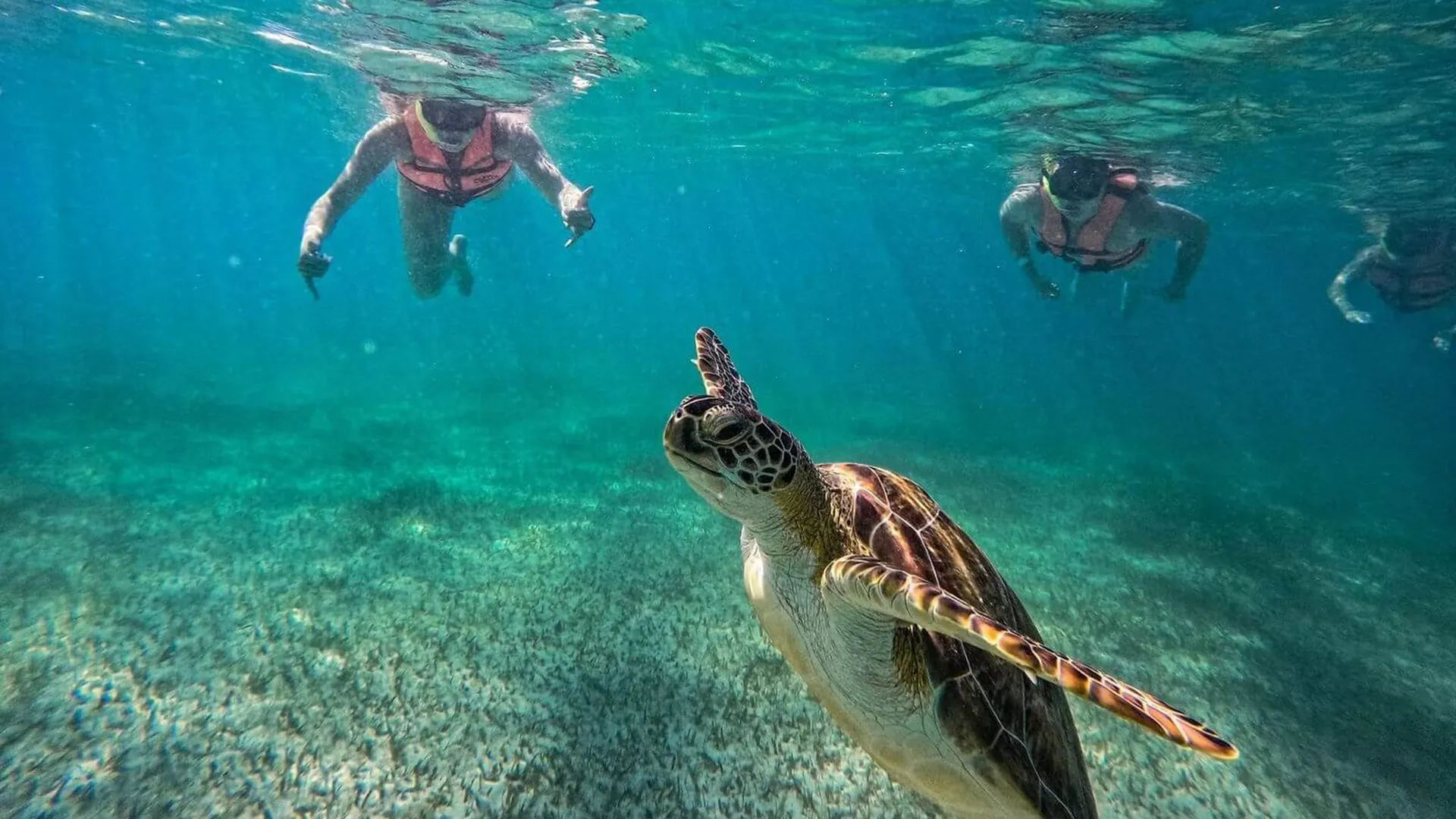 Sea Turtles & Cenote Experience photo 3