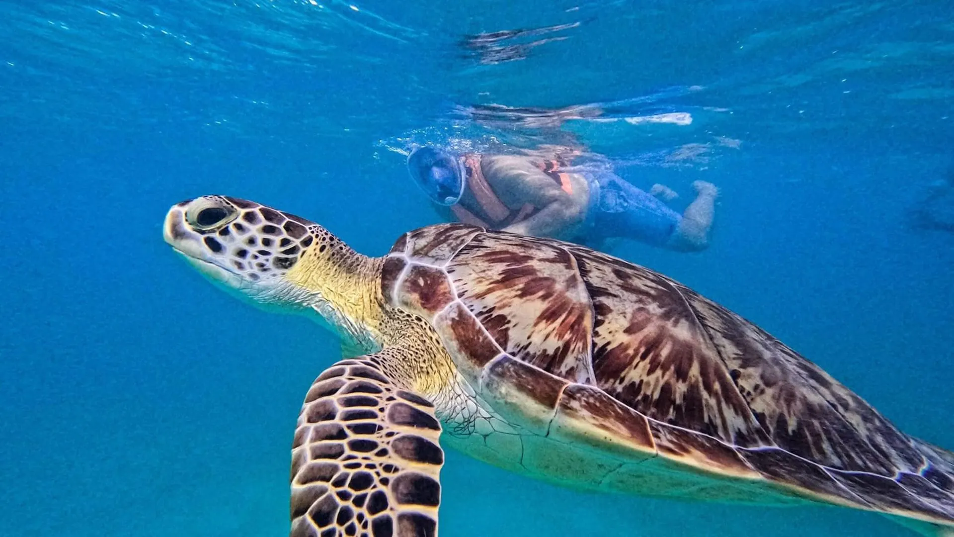 Tulum, Sea Turtles & Cenote Experience photo 3