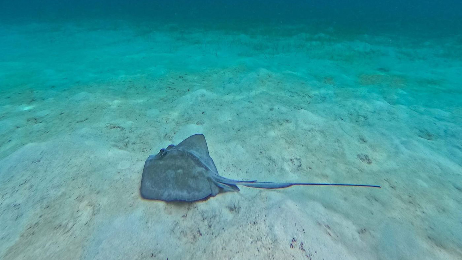 Tulum Snorkeling Experience photo 27