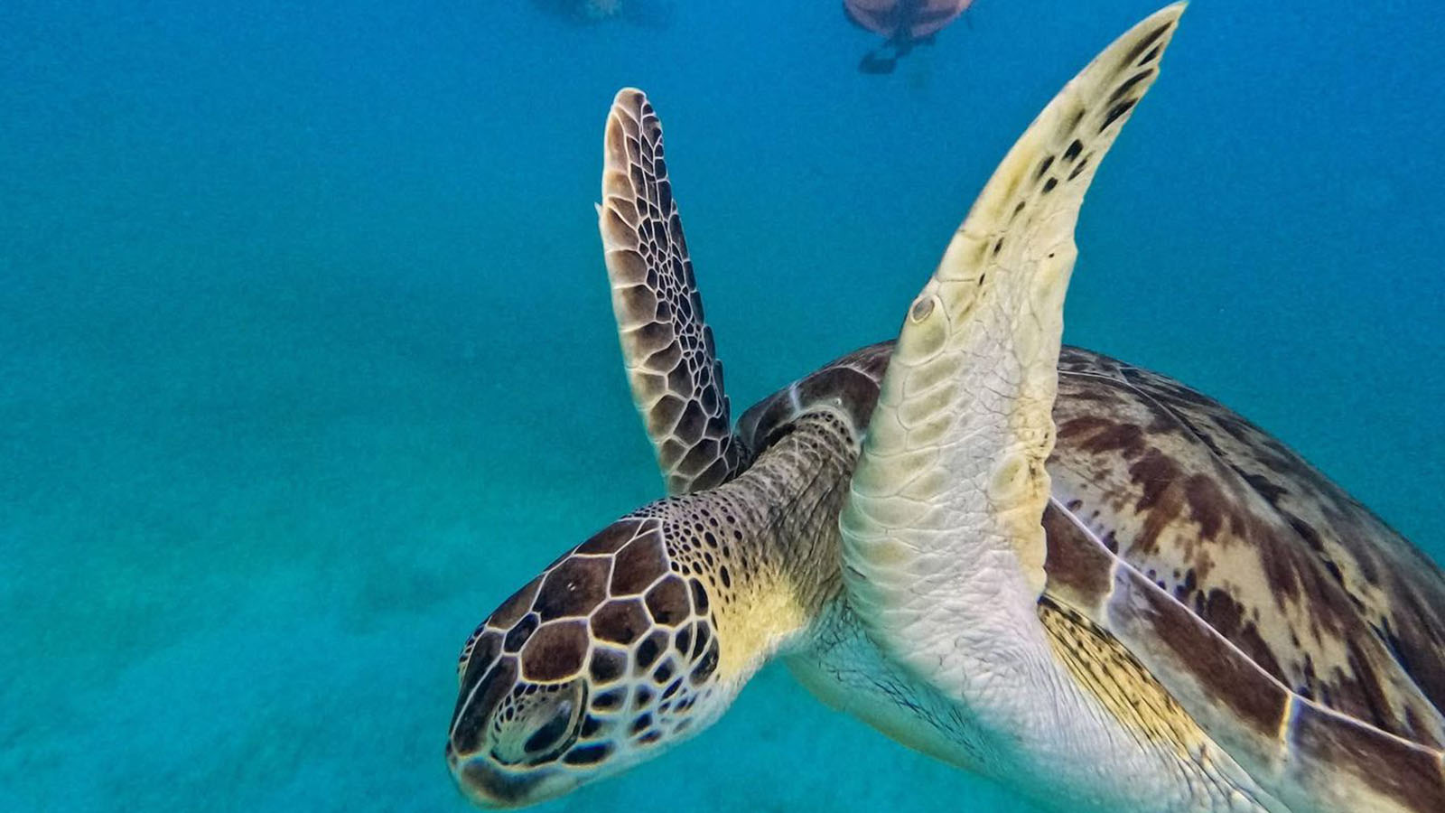 Tulum Snorkeling Experience photo 31