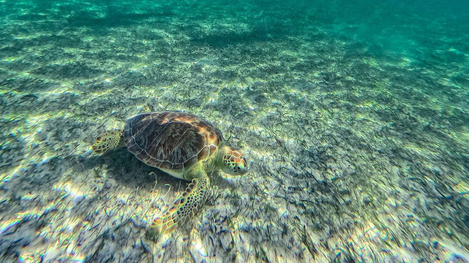 Tulum Snorkeling Experience photo 33