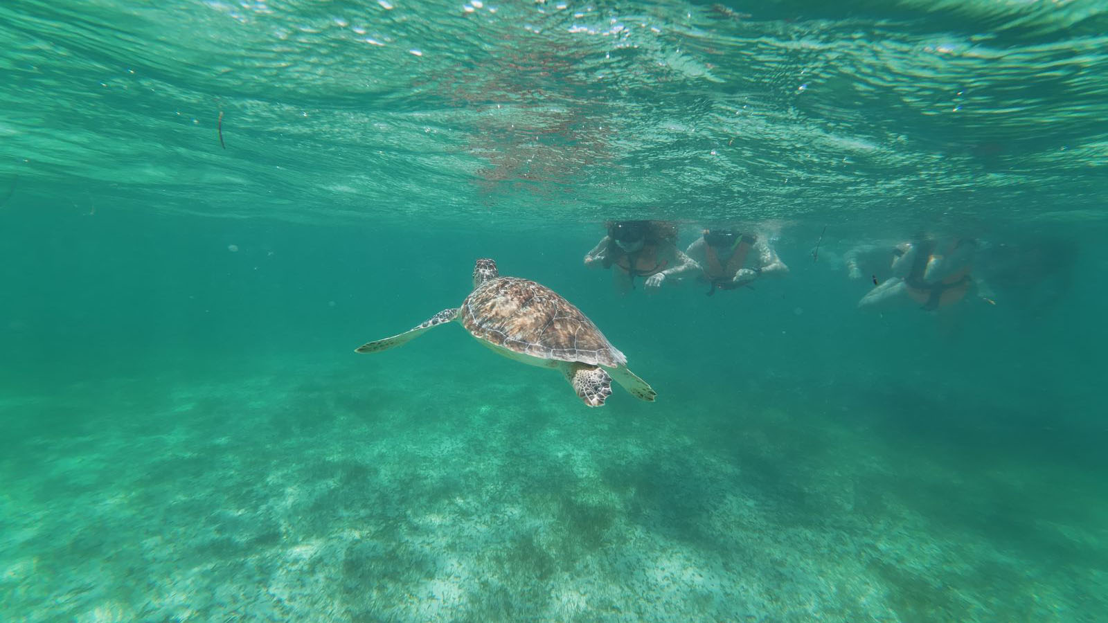 Tulum Snorkeling Experience photo 41
