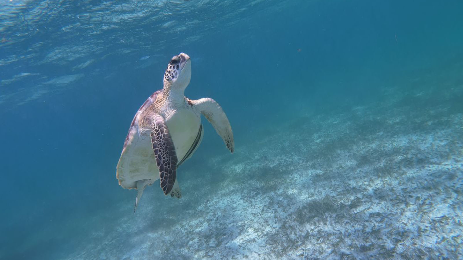 Tulum Snorkeling Experience photo 42