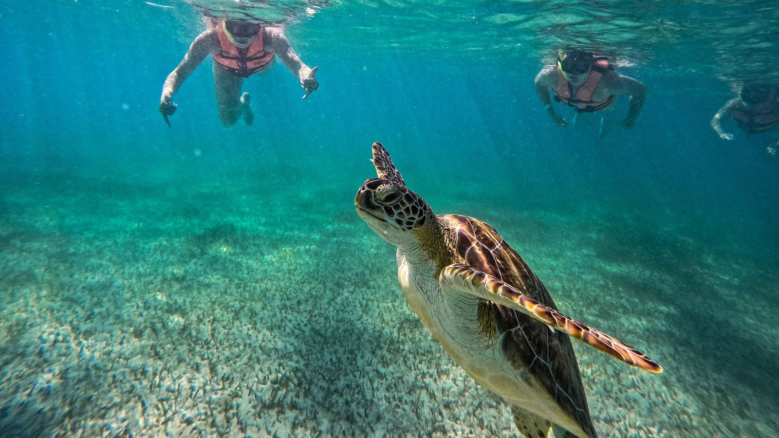 Tulum Snorkeling Experience photo 43