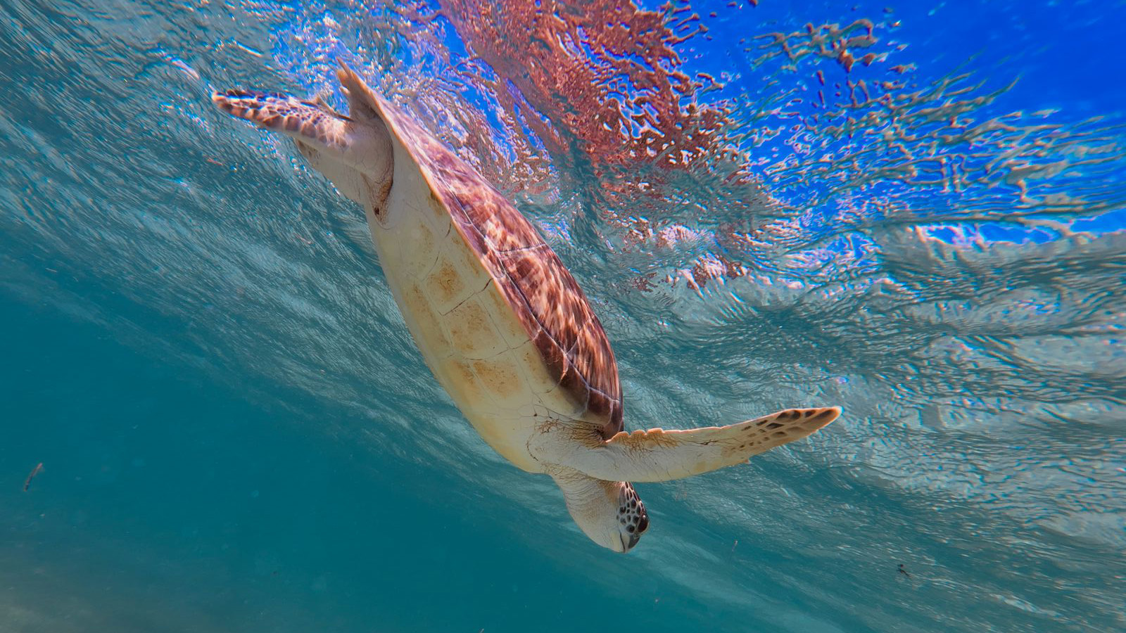 Tulum Snorkeling Experience photo 46