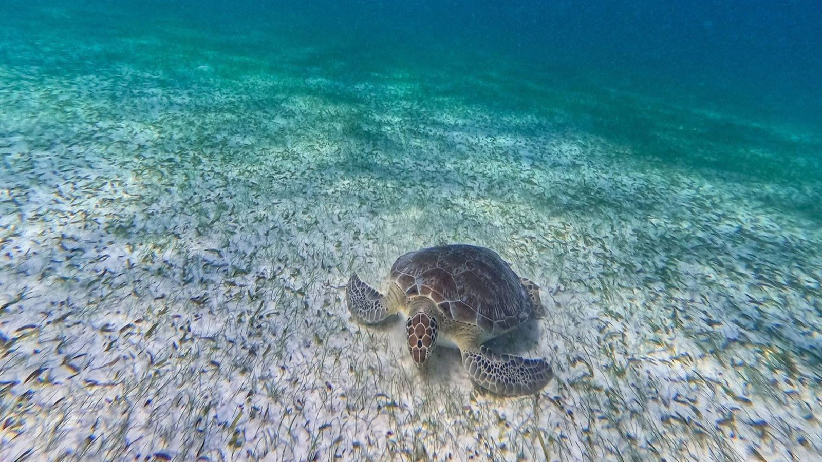 Snorkeling with Turtles and Cenote Adventure (Shared experience) photo 3