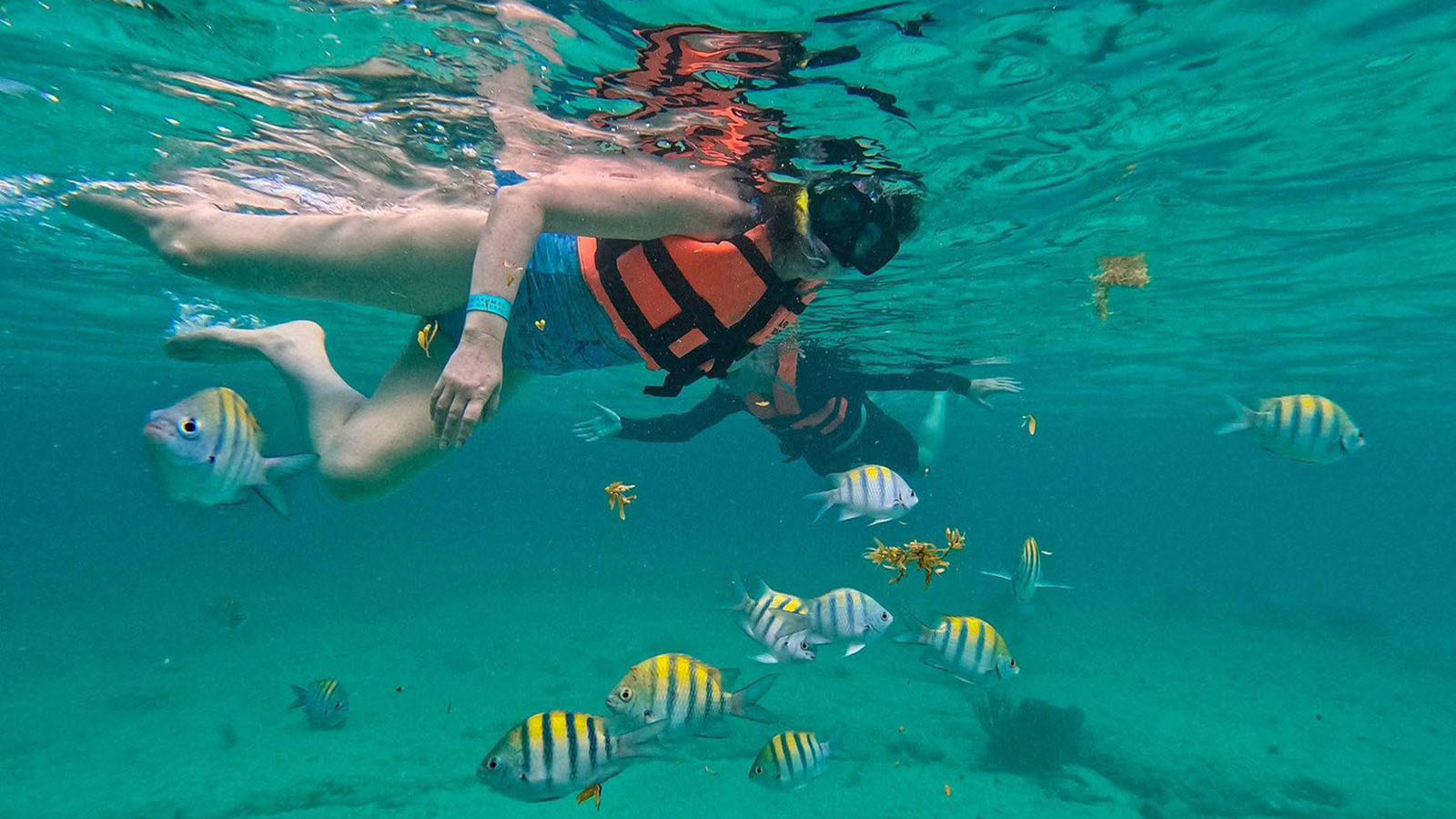 Snorkeling with Turtles and Cenote Adventure (Shared experience) photo 5