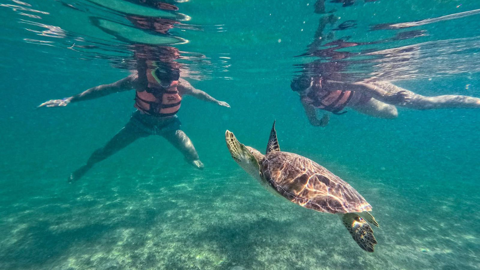 Snorkeling with Turtles and Cenote Adventure (Shared experience) photo 9